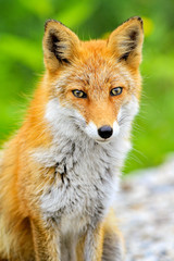 Fototapeta premium Japanese red fox in Hokkaido, Japan