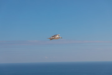 Fototapeta na wymiar seagull flies over the sea