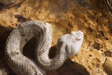 Close up on white and tan striped snake in zoo enclosure 