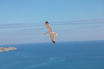seagull flies over the sea