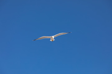 seagull flies over the sea
