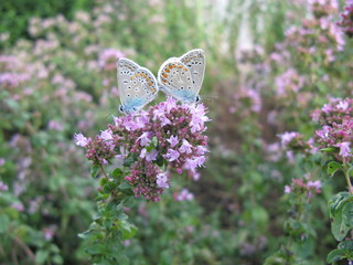 Blaue Schmetterlinge auf blauen Blüten