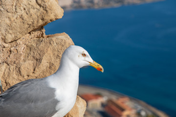 seagull admires the view of the city