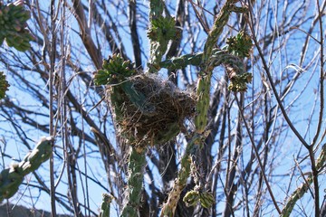 Birds nest build in cactus branches