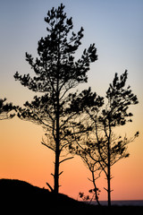 Fototapeta na wymiar two fine pines stand high on the coast of the sea