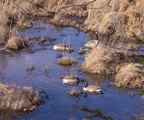 Canadian geese feeding in the marchland