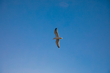seagull flies over the sea