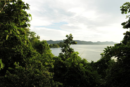 Rainforest Jungle Panorama On Tropical Green Ambient