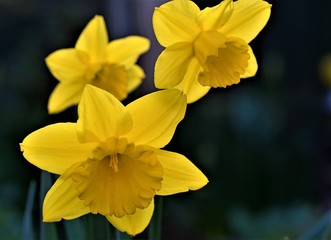 Holy trinity of daffodils at Easter, Doncaster, South Yorkshire.