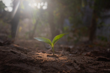 Growing plant,Young plant in the morning light on ground background, New life concept.Small plants on the ground in spring.fresh,seed,Photo fresh and Agriculture  concept idea.