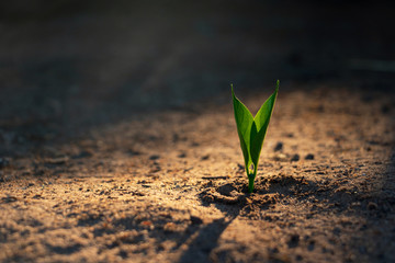 Growing plant,Young plant in the morning light on ground background, New life concept.Small plants...