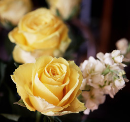 Yellow blossoms of rose and spring white spikes, interior still life, soft focus with blurred background