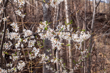 trees blooming in spring