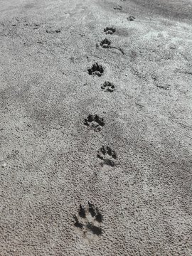Wolsspur