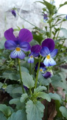 Pansy flowers bloomed in the garden among the stones.