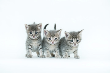 Fototapeta na wymiar funny gray cute kitten and cat on an isolated white background veterinary theme
