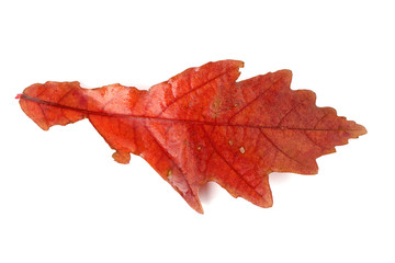 Red autumn oak leaf isolated on white