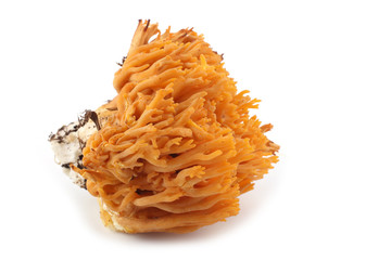 Coral mushroom isolated on white