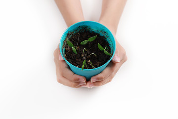 Hands holding a plastic pot with small plant on white table background
