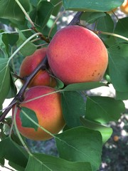 peach on the tree