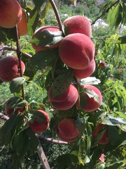 many peach on tree