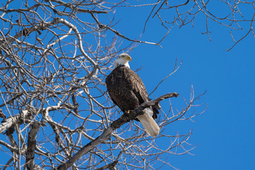 bald eagle 
