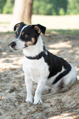 Happy sitting young Jack Russel terrier dog white and brown color in full body, six mounths old, under morning sunlight on a good weather day