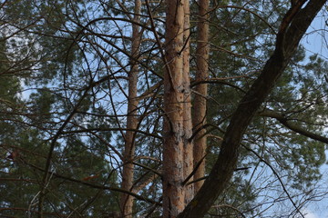 tree in the forest