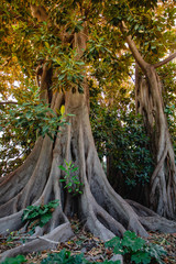 some big ficuses at sunset