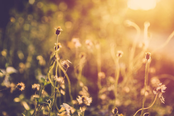 Vintage filter glass flower close up.