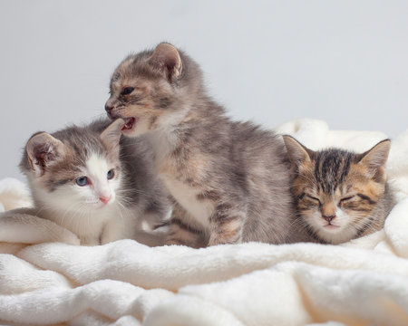Three sibling tabby kittens in a white blanket, one sleeping, one biting the other's ear.