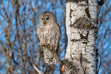 Barred owl perched