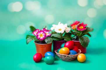 Obraz na płótnie Canvas Easter concept. Easter eggs and primula flowers on green background. View with copy space.