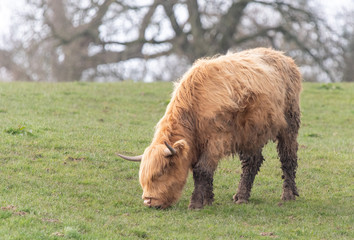 Highland Cow 