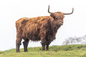 Highland Cow 