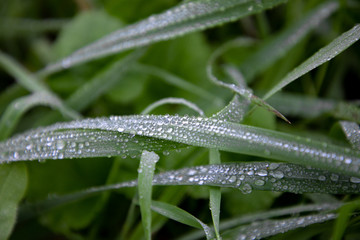 drops of dew on grass leaves
