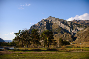 Meadow and trees on the background of the Altai mountains