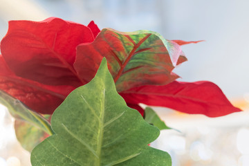 Artificial house plant with red and green leaves closeup. Fake plant is made of textile and used for house or office decoration.