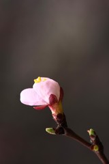 Spring flowers. Apricot tree branch with beautiful flowers close up. Vertical composition of the frame.