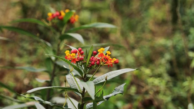 Asclepias curassavica, or tropical milkweed, blood flower, cotton bush, Mexican butterfly weed, redhead, wild ipecacuanha. Beautiful clip of early young flower blossoms.