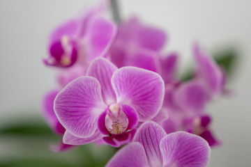 Orchidee Blüte Nahaufnahme