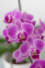 Obraz na płótnie Canvas knabenkräuter - orchidee