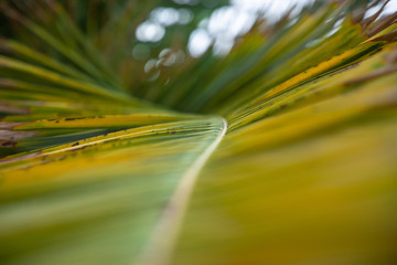 thin path on a palm leaf