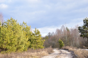 road in the forest
