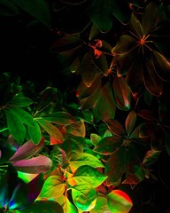 abstract background with maple leaves