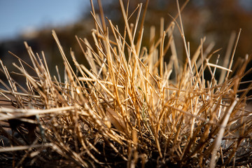 Fototapeta premium bush of dried grass in the city