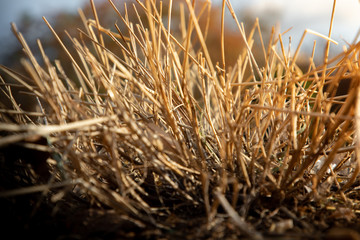 bush of dried grass in the city