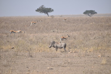 safari