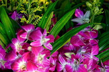 Common Thai purple orchid flower