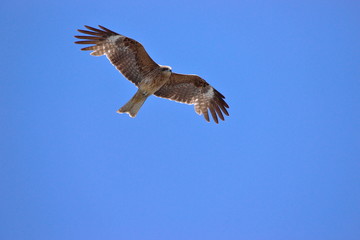 鳶の飛翔